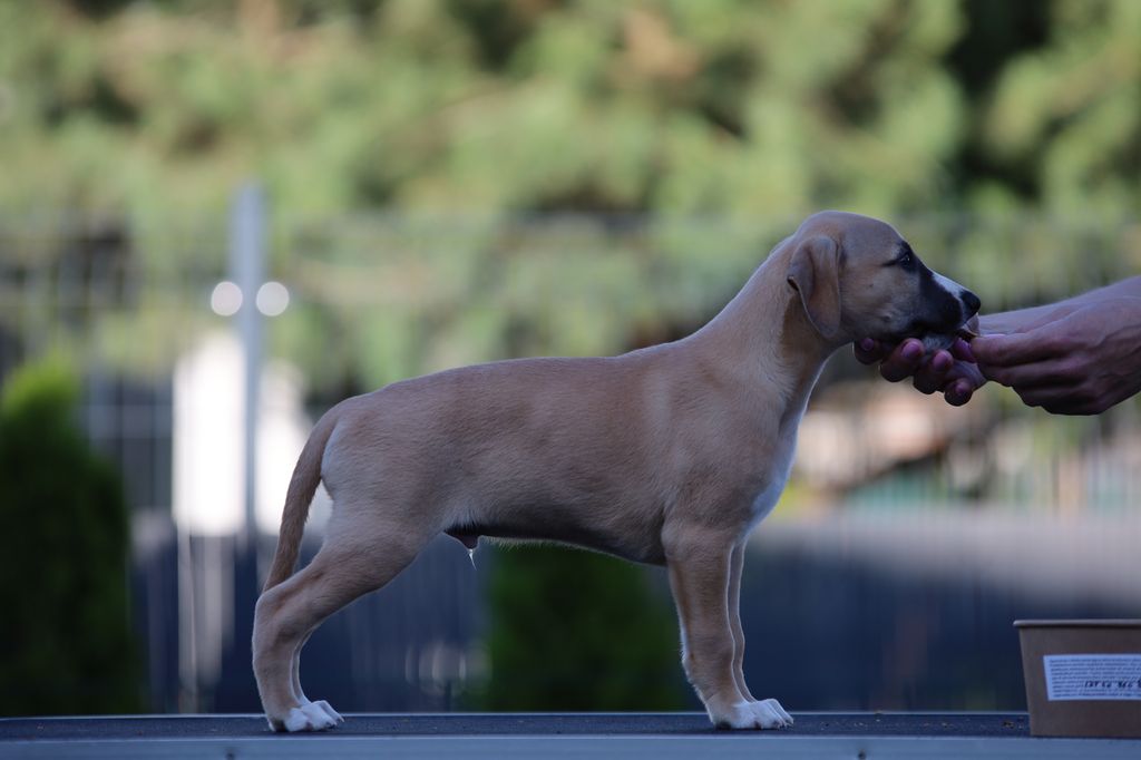 6 a půl týdne * 6 and half weeks