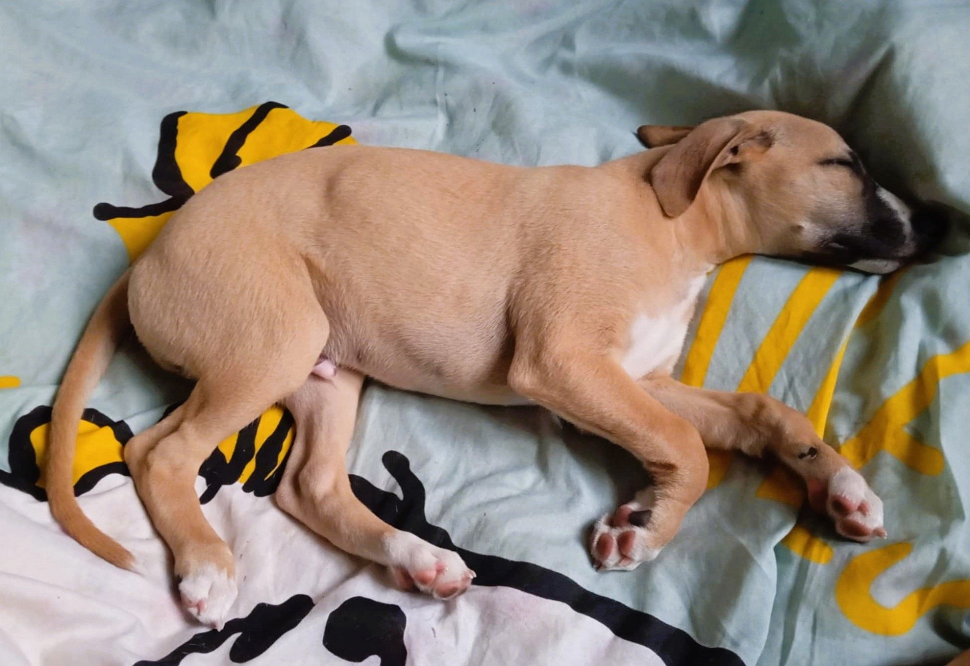 8 týdnů * 8 weeks old