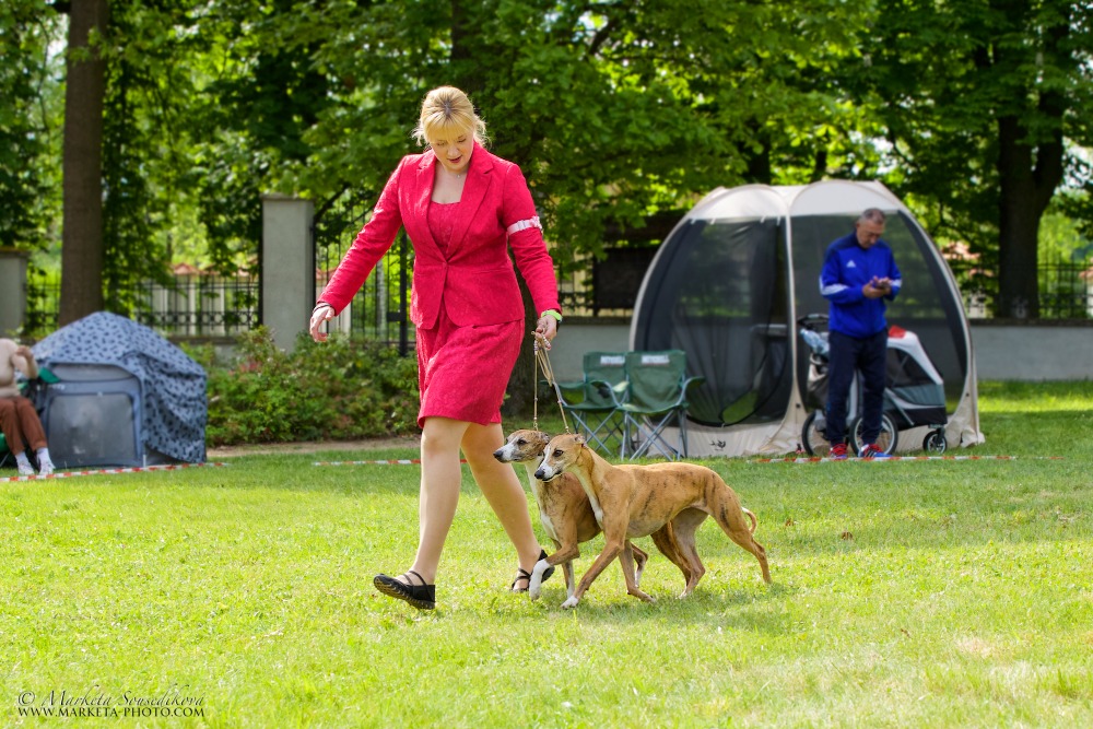 1st Best Pair in Sighthound Specialty Show 17.5.2026 Liblice (CZ) - JCh. Sylvianne's Gladstone + Ch. Alebras Madona Zuzia (1/5)